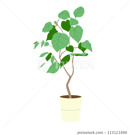 室內植物榕的插圖 室內植物榕的插圖 113121899