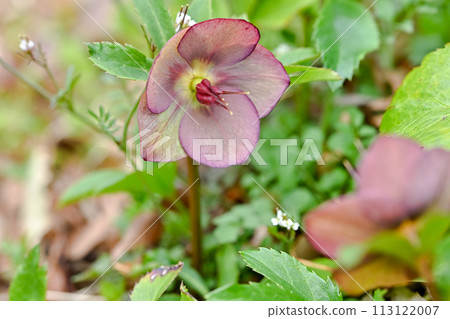 Renten Rose 113122007