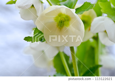 Renten Rose Renten Rose 113122021