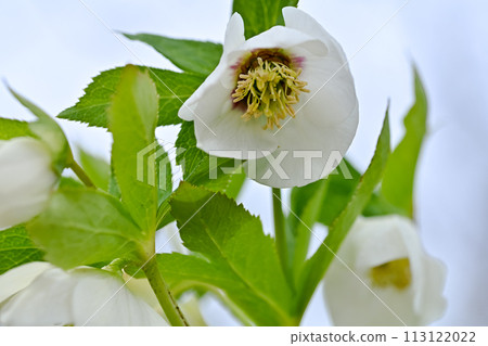 Renten Rose Renten Rose 113122022