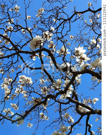 white magnolia blooming  113122042