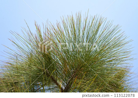 Chir Pine long needles on blue sky background. Longleaf Indian pine or Pinus roxburghii coniferous tree closeup. 113122078