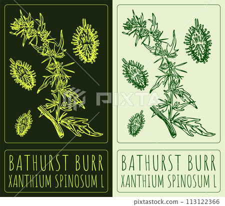 Vector drawing BATHURST BURR. Hand drawn illustration. The Latin name is XANTHIUM SPINOSUM L Vector drawing BATHURST BURR. Hand drawn illustration. The Latin name is XANTHIUM SPINOSUM L 113122366