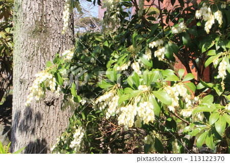 我繞著大倉運動場走了一圈。 我繞著大倉運動場走了一圈。 113122370