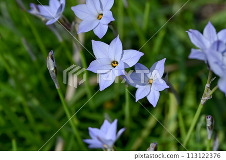 Hananilla 的白色花朵在春天盛開 Hananilla 的白色花朵在春天盛開 113122376