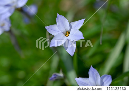 Hananilla 的白色花朵在春天盛開 113122380