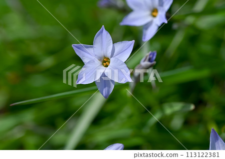 Hananilla 的白色花朵在春天盛開 113122381