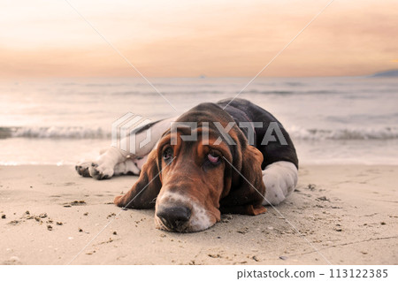 basset hound on the beach 113122385