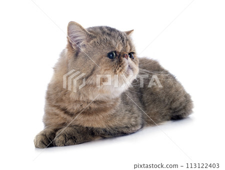 exotic shorthair 113122403