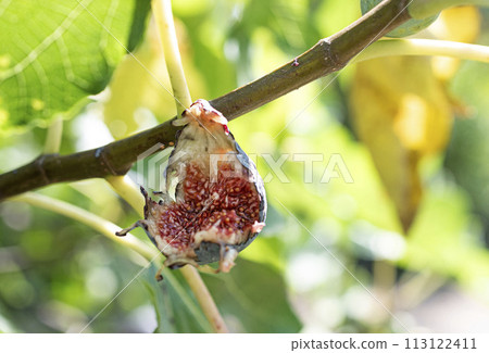 purple figs on a branch 113122411