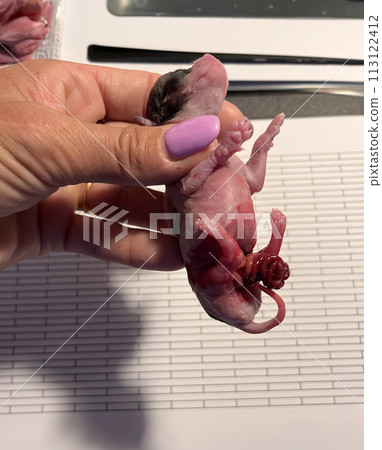 premature puppy dead premature puppy dead 113122412