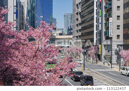 澀谷車站週邊，東京澀谷區明治通沿線的摩天大樓和櫻花盛開 113122437