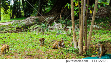 Macaque on the grass in Peradeniya Royal Botanic Gardens located near Kandy city, Sri Lanka 113122669