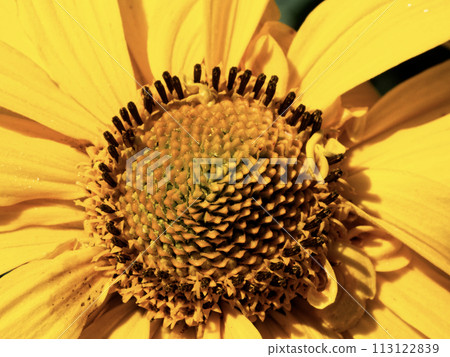 Detailed view of a flowers core with seeds encased in greenish structures, surrounded by yellow petals. 113122839