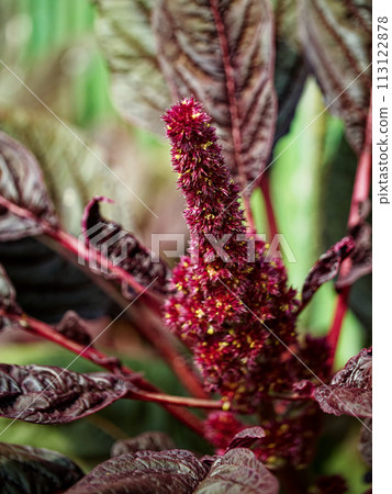 A vibrant red and purple flower amidst dark green leaves, showcasing intricate details and textures. 113122878