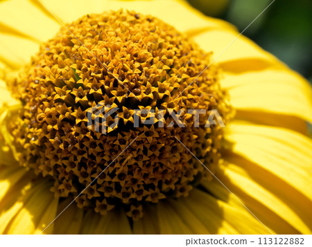 A vibrant yellow flower in full bloom, showcasing the intricate patterns of its brown center and the delicate texture of its petals. 113122882