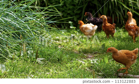 A group of chickens, showcasing diverse colors, foraging in a lush green garden with tall grasses and plants surrounding them. 113122883