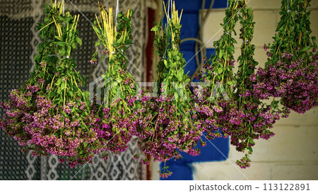 Bunches of purple flowers hang upside down, tied with string, showcasing a traditional method of drying flowers; a serene and natural atmosphere is evident. 113122891