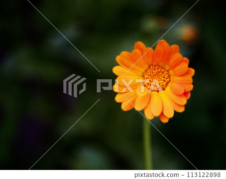 A vibrant yellow flower with numerous petals and a detailed, textured center is highlighted against a dark green background, exuding a mood of natural beauty and serenity. 113122898