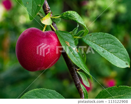 A ripe plum hangs amidst lush green leaves, showcasing natures bounty. 113122908