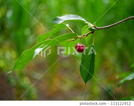 A single red cherry hangs from a slender green stem attached to a branch, with blurred green foliage in the background. 113122912