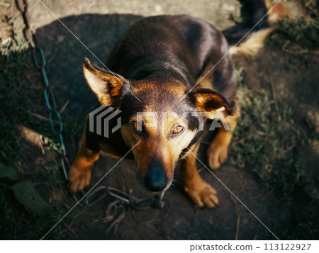 The image captures a dog sitting on the ground, its gaze fixed upwards, illuminated by sunlight. The image captures a dog sitting on the ground, its gaze fixed upwards, illuminated by sunlight. 113122927