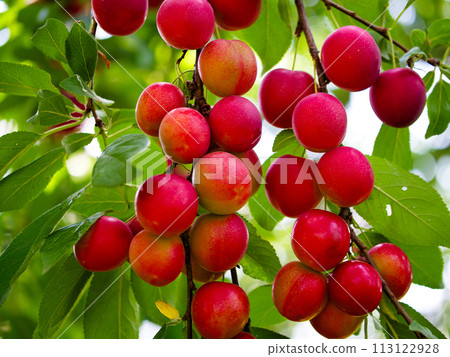 Close-up of ripe cherry plums on a tree branch, surrounded by vibrant green leaves. Ideal for content related to organic farming and fresh produce. Close-up of ripe cherry plums on a tree branch, surrounded by vibrant green leaves. Ideal for content related to organic farming and fresh produce. 113122928
