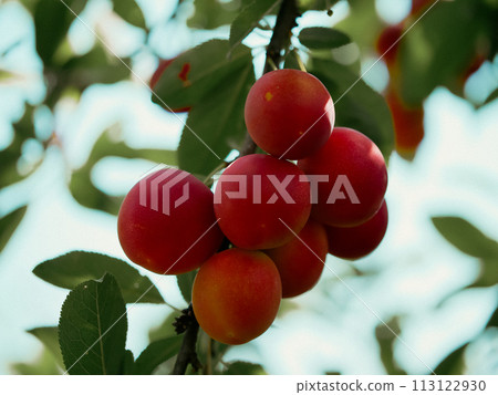 Close-up of ripe, red plums on a tree branch, surrounded by vibrant green leaves. Ideal for content related to organic farming and fresh produce. Close-up of ripe, red plums on a tree branch, surrounded by vibrant green leaves. Ideal for content related to organic farming and fresh produce. 113122930