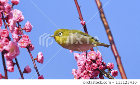 White-eye in the red plum blossoms in full bloom (dynamic image) (spring image) 113123410