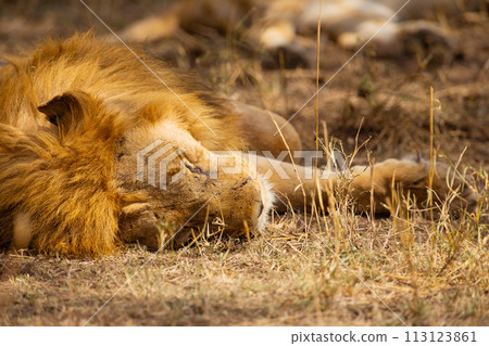 Peaceful African Lion Resting on Safari Adventure Peaceful African Lion Resting on Safari Adventure 113123861