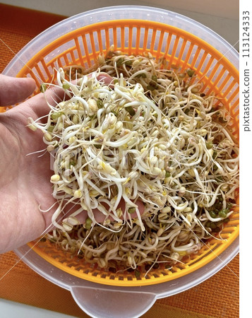 The farmer's hand holds micro-greenery in his hands. A mound of sprouted mung beans with small roots for consumption in an orange bowl on an orange background. Close-up. The farmer's hand holds micro-greenery in his hands. A mound of sprouted mung beans with small roots for consumption in an orange bowl on an orange background. Close-up. 113124333