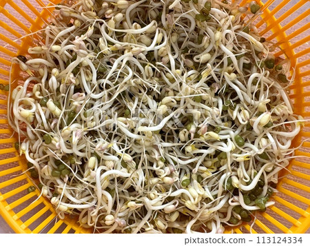 Mound of sprouted mung beans with small roots for eating an orange bowl on orange background. Concept of diet, vegetarianism, vegan, healthy products and proper nutrition. Close-up. Mound of sprouted mung beans with small roots for eating an orange bowl on orange background. Concept of diet, vegetarianism, vegan, healthy products and proper nutrition. Close-up. 113124334