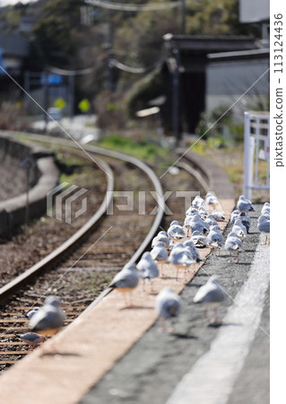 The station where black-headed gulls fly: Hamanako Sakume Station on the Tenryu Hamanako Railway 113124436