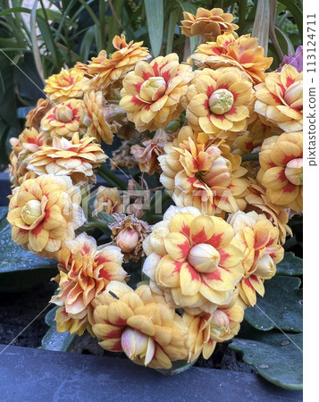 Photographing the yellow and red longevity flowers in the flowerbed 113124711
