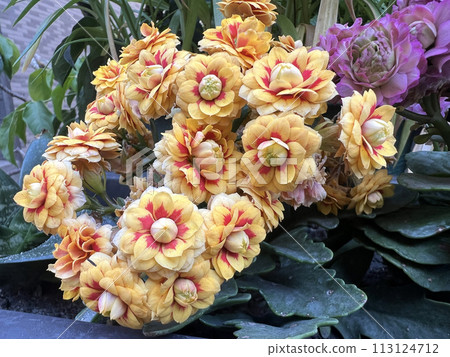 拍攝花圃裡黃紅雙色的長壽花 113124712