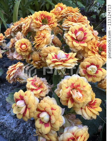 Photographing the yellow and red longevity flowers in the flowerbed 113124713