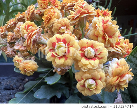 Photographing the yellow and red longevity flowers in the flowerbed Photographing the yellow and red longevity flowers in the flowerbed 113124714