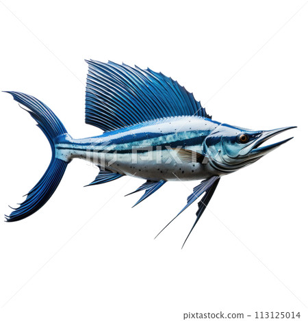 blue sailfish isolated 113125014