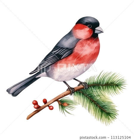 watercolor cute bullfinch isolated 113125104