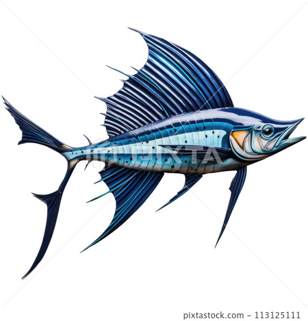 blue sailfish isolated 113125111