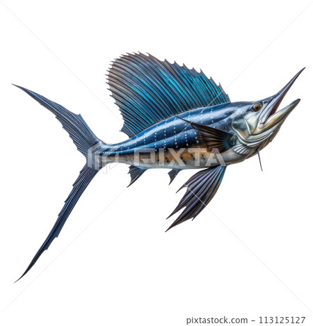 blue sailfish isolated 113125127