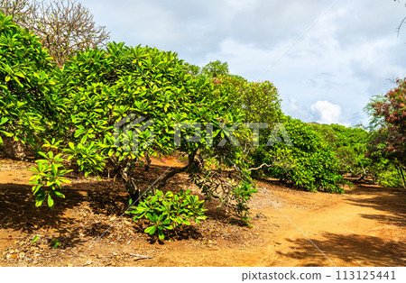 Trees in Koko Crater Botanical Garden on Oahu Island in Hawaii, United States 113125441