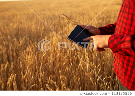 Smart farming using modern technologies in agriculture. Man agronomist farmer with digital tablet computer in wheat field using apps and internet, selective focus. Male holds ears of wheat in hand. 113125836