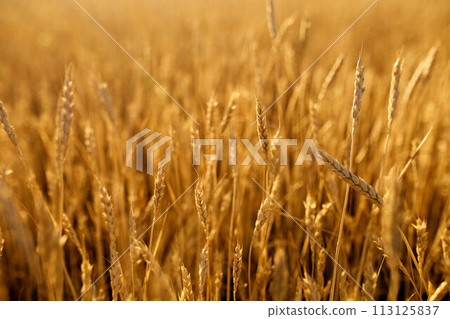 Wheat ears at the farm field, shallow depth of field. Golden ripe wheat field. Rich harvest and agricultural theme concept. Wheat ears at the farm field, shallow depth of field. Golden ripe wheat field. Rich harvest and agricultural theme concept. 113125837