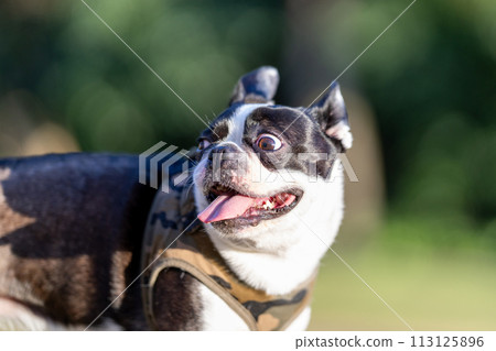 Boston Terrier 113125896