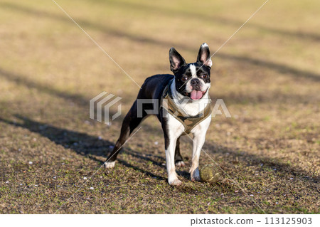 波士頓梗 113125903