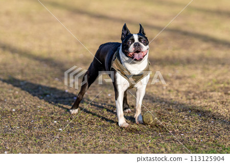 波士頓梗 波士頓梗 113125904