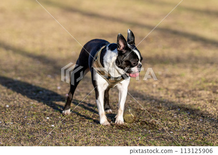 波士頓梗 波士頓梗 113125906