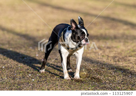 Boston Terrier Boston Terrier 113125907