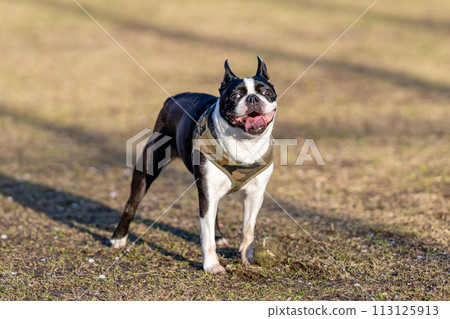 Boston Terrier Boston Terrier 113125913